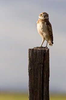 Nocturnal Prints: Burrowing owl on a fence post in Idaho. burrowing owl, bird, raptor, owl, nocturnal