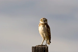 Images Dated 9th May 2007: Burrowing owl on a fence post in Idaho