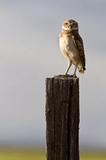 Burrowing owl on a fence post in Idaho. burrowing owl, bird, raptor, owl, nocturnal
