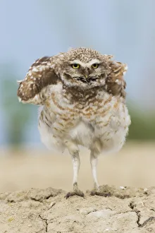 Nature Prints: Burrowing owl, fluffing up