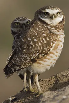 Burrowing Owl Pair