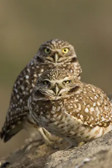 Images Dated 26th March 2007: Burrowing Owl Pair