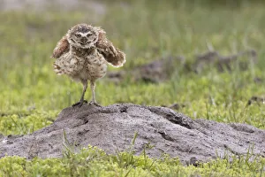 Preening Prints: Burrowing owl shaking off the rain