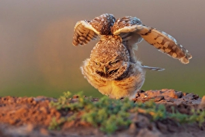 Awake Prints: Burrowing owl stretching and waking up at dusk southern Arizona