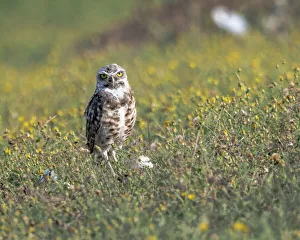 Images Dated 2022: Burrowing owl sunning itself