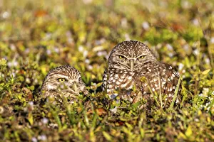 Burrowing owls in Cape Coral, Florida, USA