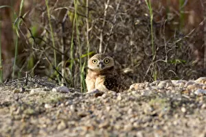 Burrowing owls peaking out of there homes in the ground in Idaho