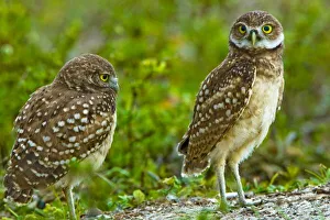 Images Dated 9th June 2006: Burrowing owls are a popular site on Marco Island, Florida where they excavate