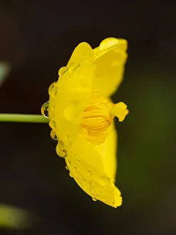 Raindrop Prints: Bush poppy with rain drops (California native plant), Southern California