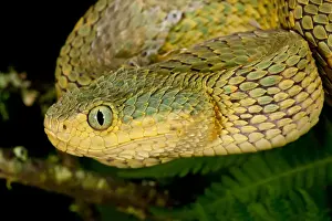 Viper Prints: Bush Viper, Atheris squamiger, Native to Eastern Africa