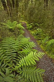 Images Dated 18th January 2018: Bush walk, Pleasant Flat, Hst Pass, Mt. Aspiring National Park, West Coast, South Island