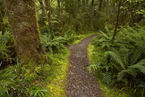 Beech Forest Prints: Bush walk, Pleasant Flat, Hst Pass, Mt. Aspiring National Park, West Coast, South Island