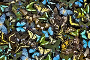 Images Dated 21st March 2019: Butterflies grouped together to make pattern, Sammamish, Washington State
