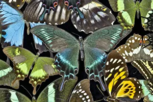 Images Dated 21st March 2019: Butterflies grouped together to make pattern with Asian swallowtail Papilio bianor
