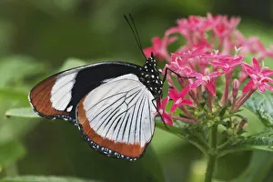 Images Dated 25th July 2004: Butterfly from Africa