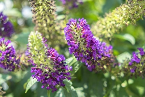 Texas Prints: Butterfly Bush, Round Top, Texas, USA