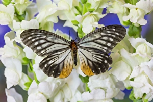 Stripes Prints: Butterfly Calinaga buddha, the Freak