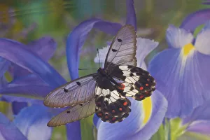 Dutch Iris Prints: Butterfly Cressida with clear wings reflection with blue Dutch iris