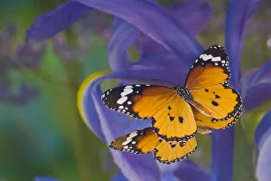 Dutch Iris Prints: Butterfly, Danaus chrysippus, reflection along with blue Dutch iris