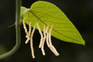 Growth Prints: Butterfly Eggs (Hamadryas a. amphiname) under leaf Butterfly farm