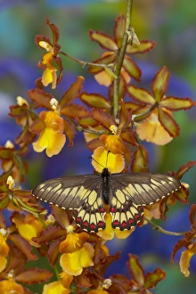 Yellowish Prints: Butterfly Eurytides corethus in the Papilionidae family