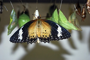 Lynn Seldon Prints: The Butterfly Farm, Quartier d Orleans, St. Martin