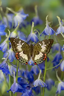 Images Dated 28th November 2014: Butterfly female Euthalia adonia adonia in the Nymphalidae family