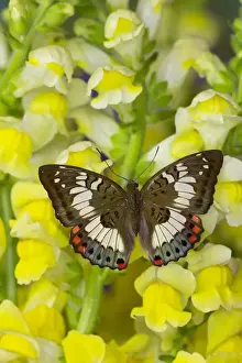 Wings Prints: Butterfly female Euthalia adonia adonia in the Nymphalidae family