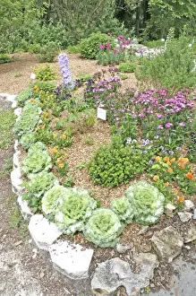 Mark Gibson Prints: Butterfly garden plants, Kanapaha Botanical Gardens, Gainesville Florida