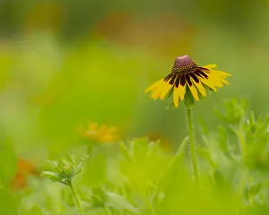 Butterfly garden at the Willows trail, Anahuac National Wildlife Refuge, Texas