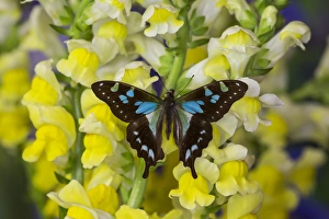 Wings Open Prints: Butterfly Graphium Stresemanni