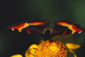Images Dated 17th October 2005: Butterfly Milberts Tortoiseshell in field of wildflowers