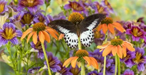 Painted Tongue Prints: Butterfly Papilio polymnestor on orange coneflowers and painted tongue