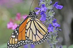 Exhibit Prints: Butterfly Rainforest, Florida Museum of Natural History, Gainesville, Florida