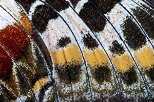 Images Dated 4th September 2024: Butterfly wing close-up