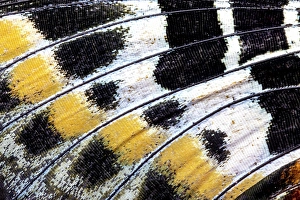 Images Dated 4th September 2024: Butterfly wing close-up