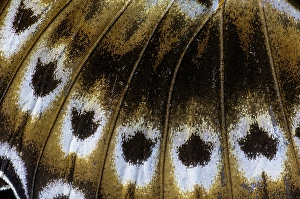 Images Dated 4th September 2024: Butterfly wing close-up