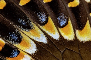 Images Dated 4th September 2024: Butterfly wing close-up