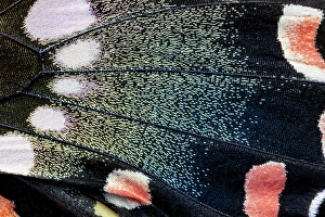 Images Dated 4th September 2024: Butterfly wing close-up