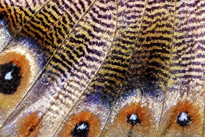 Images Dated 4th September 2024: Butterfly wing close-up