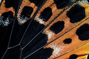 Images Dated 4th September 2024: Butterfly wing close-up