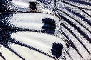 Images Dated 4th September 2024: Butterfly wing close-up
