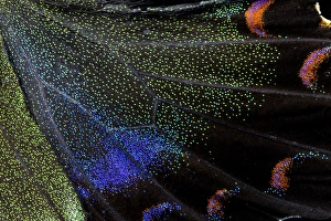 Images Dated 4th September 2024: Butterfly wing close-up
