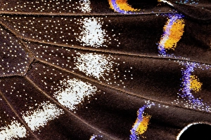 Images Dated 4th September 2024: Butterfly wing close-up