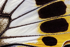 Images Dated 4th September 2024: Butterfly wing close-up