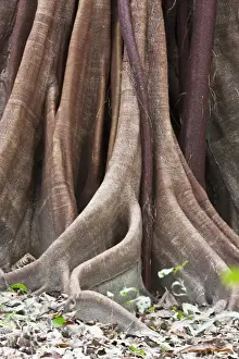 Costa Rica Prints: Buttress Root and trunk detail of a Ceiba Tree (Ceiba pentandra) in Corcovado National Park