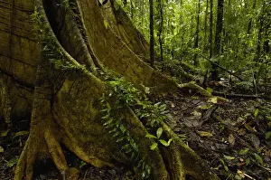 Understory Prints: Buttress Roots Rain Forest Understory Yasuni National Park Biosphere Reserve