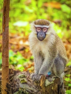 Curious Prints: Bwindi Impenetrable Forest, Uganda