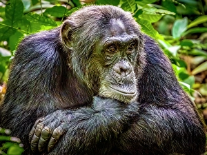 Rainforest Prints: Bwindi Impenetrable Forest, Uganda