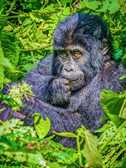 Gorilla Beringei Beringei Prints: Bwindi Impenetrable Forest, Uganda